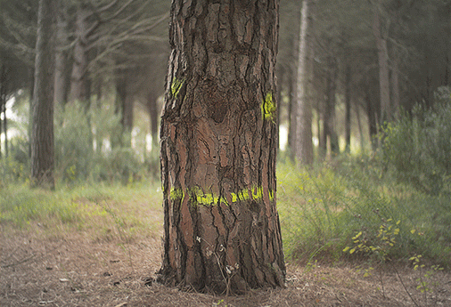 TreeDance506-Micael-Reynaud.gif